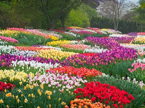 玉合公園裡的花開得比往年更盛